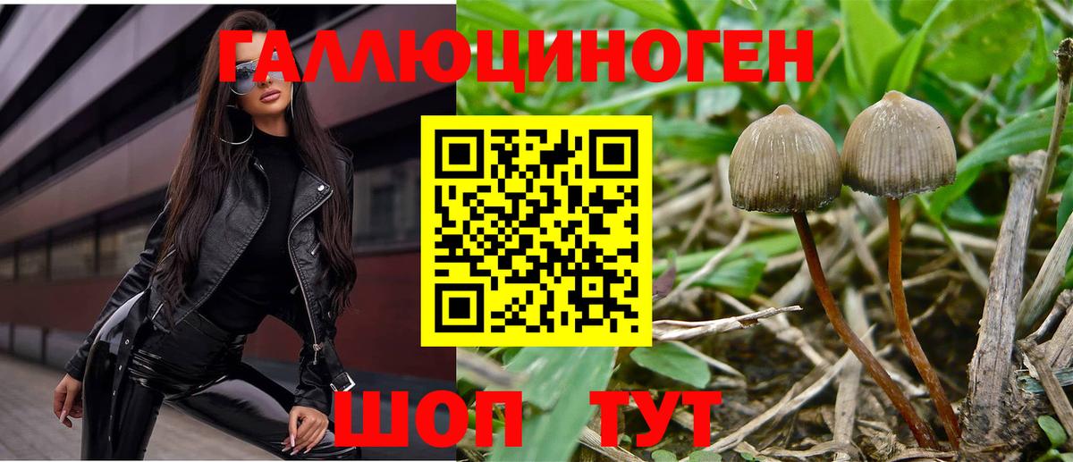 Галлюциногенные грибы Psilocybe Комсомольск-на-Амуре